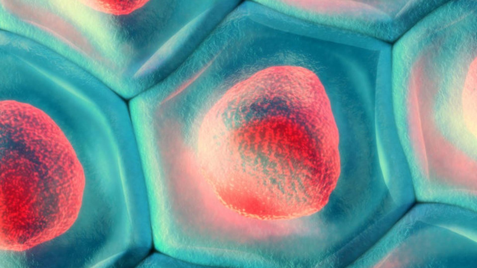 Lauxera Capital Partners invests €17 million in Swedish regenerative medicine leader BioLamina AB